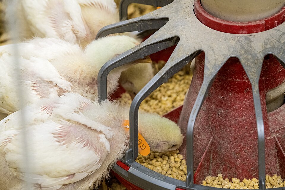 Fotografía de referencia: Alimento para pollos de engorde