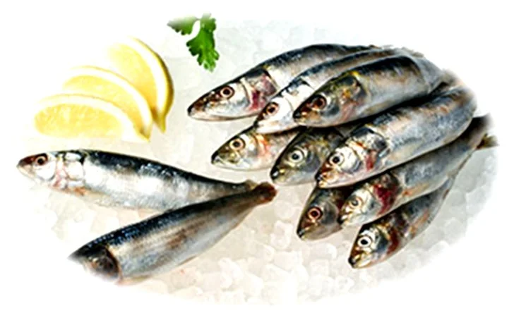 Fotografía de sardinas